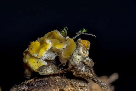 The Ditiola peziziformis is an inedible mushroom, an intresting photo