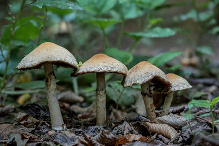 Lacrymaria lacrymabunda is a species of fungus in the family Psathyrellaceae. , an intresting photo