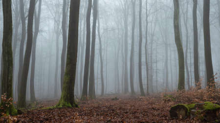 A beautiful picture of trees in the mist, a nice photo