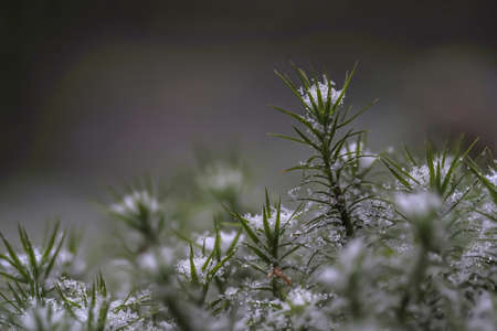 A beautiful picture of moss in the snow, a nice photoの写真素材