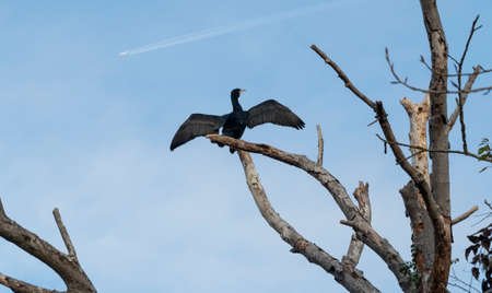 The great cormorant (Phalacrocorax carbo) is a widespread bird. , a nice photo