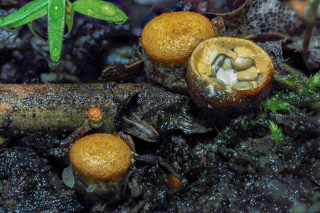 Crucibulum is a genus in the Nidulariaceae, a family of fungi whose fruiting bodies resemble tiny...