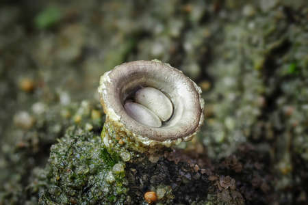 Cyathus olla is a species of saprobic fungus in the genus Cyathus of the family Nidulariaceae. , an intresting photoの写真素材