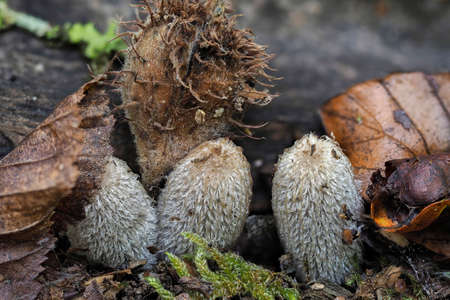 Coprinopsis lagopus is a species of fungus in the family Psathyrellaceae. , an intresting photoの写真素材