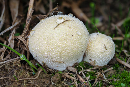 Lycoperdon pratense, commonly known as the meadow puffball, is a type of puffball mushroom in the...