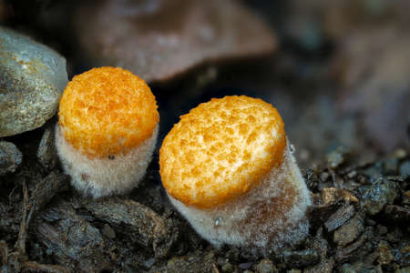 Crucibulum is a genus in the Nidulariaceae, a family of fungi whose fruiting bodies resemble tiny...