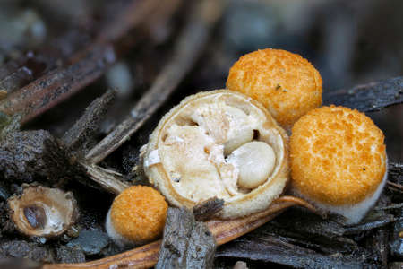 Crucibulum is a genus in the Nidulariaceae, a family of fungi whose fruiting bodies resemble tiny...