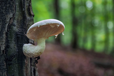 Pleurotus dryinus is a species of fungus in the family Pleurotaceae. , an intresting photoの写真素材