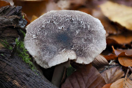 The Tricholoma spuarrulosum is an edible mushroom, an intresting photoの写真素材