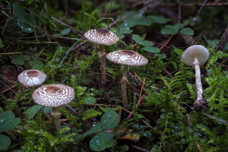 The Cat Dapperling (Lepiota felina) is an poisonous mushroom, an interesting photoの写真素材