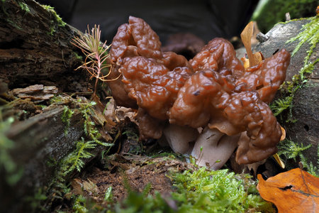 The hooded false morel (Gyromitra infula) is a deadly poisonous mushroom, an intresting photoの写真素材
