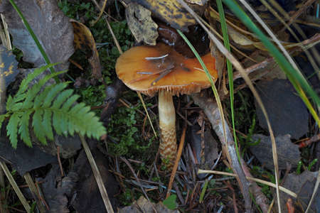 The Girdled Webcap (Cortinarius trivialis) is an poisonous mushroom, an intresting photoの写真素材