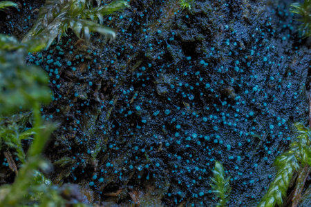 The Dendrostillbella smaragdina is an inedible mushroom, an intresting photo