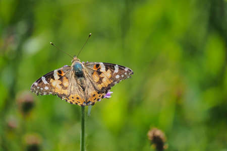 Vanessa cardui is a well-known colorful butterfly, known as the painted lady, or formerly in North America as the cosmopolitan. , an intresting photoの写真素材