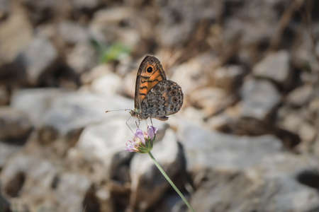 Lasiommata megera, the wall or wall brown, is a butterfly in the family Nymphalidae, an intresting photoの写真素材