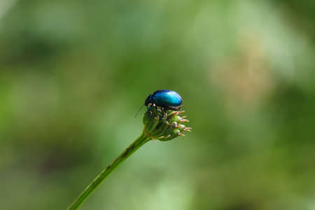 A nice picture of an indefinite beetle from central europe