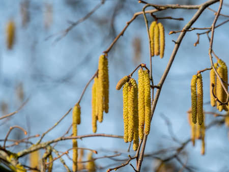 A nice picture of the hazel catkin in spring, an intresting photoの写真素材