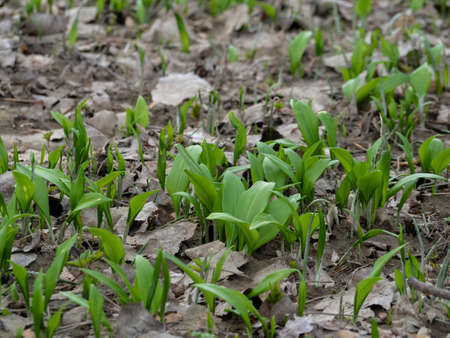 Allium ursinum, known as wild garlic, ramsons, buckrams, broad-leaved garlic, wood garlic, bear leek...