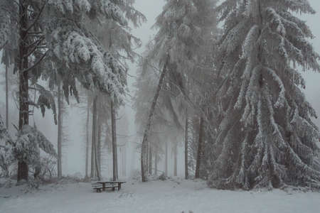 A beautiful picture of a snowy forest, an intresting photoの写真素材
