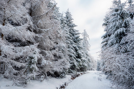 A nice picture of a snowy forest, an intresting photoの写真素材