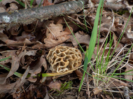 The Yellow Morel (Morchella esculenta) is an edible mushroom, an intresting photo