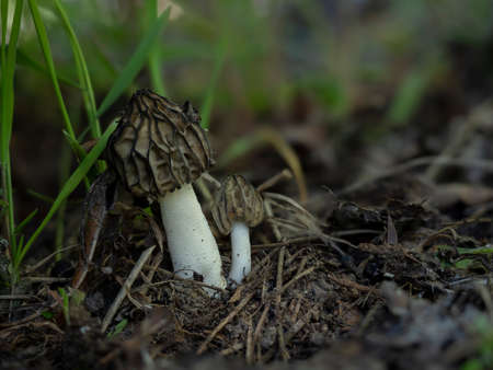 Morchella semilibera, commonly called the half-free morel, is an edible species of fungus in the...