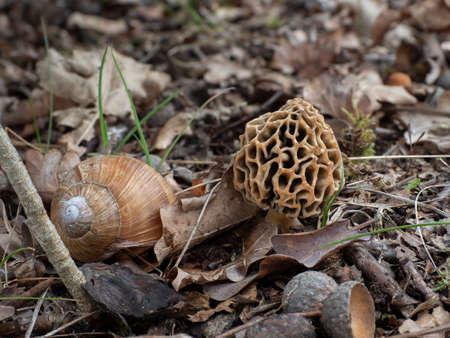 The Yellow Morel (Morchella esculenta) is an edible mushroom, an intresting photo