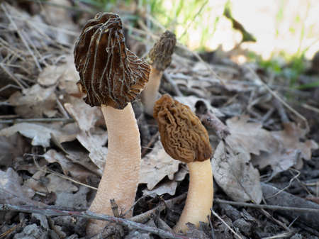 The Early False Morel (Verpa bohemica) is an edible mushroom, an intresting photo