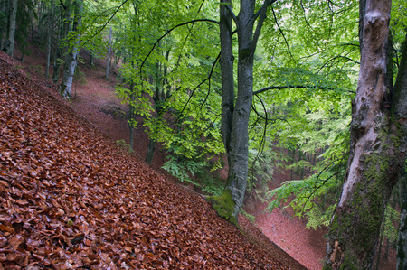 rainy day in springtime in the middle of a forestの写真素材