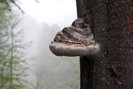 wet tinder fungus at at rainy day in august
