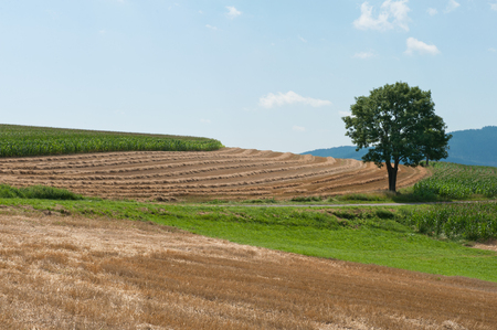 This year was a good crop yearの写真素材