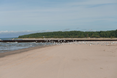 Many seagulls at the frontier to russiaの写真素材