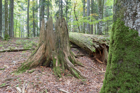 Jungle in the Austrian Eastern Alpsの写真素材
