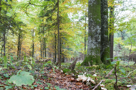 Jungle in the Austrian Alpsの写真素材