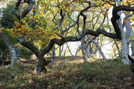 Twisted oaks with autumn leavesの写真素材