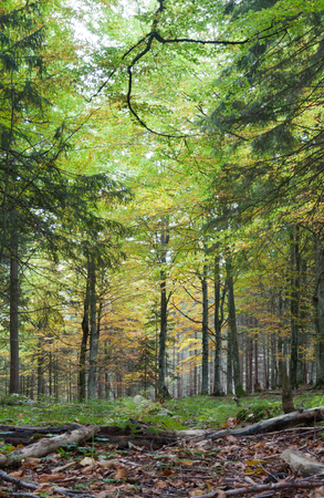 Forest scenery at autumn in Austriaの写真素材