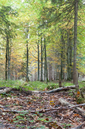 Forest scenery at autumn in Austriaの写真素材