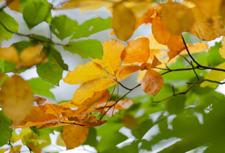 The first leafs are getting their autumn leaf colorsの写真素材