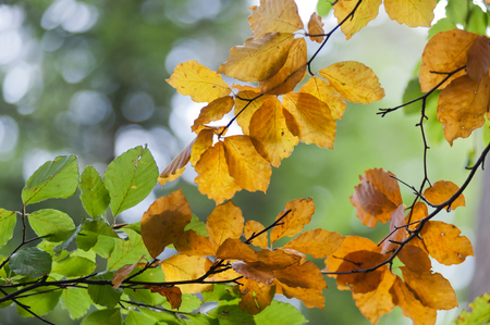 The first leafs are getting there autumn colorの写真素材