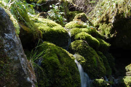 Mossy rocks in a little creekの写真素材