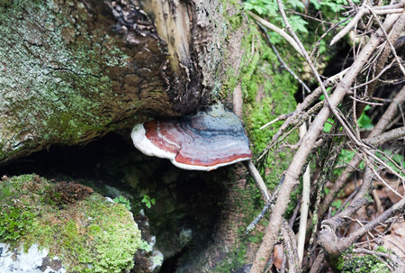 Blue, red and white tinder and some green mossの写真素材