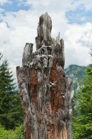 Crusty broken wood trunk with orange colorの写真素材