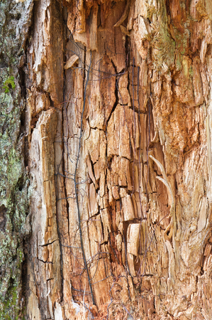 Crusty wood with orange colorの写真素材