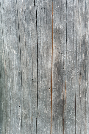 Texture from silver tree barkの写真素材