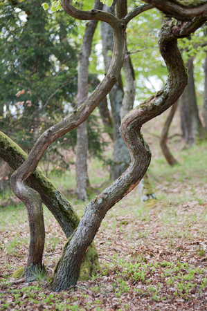 Twisted oaks in spring timeの写真素材