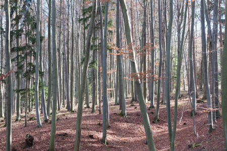 Beech wood with fallen autumn leavesの写真素材