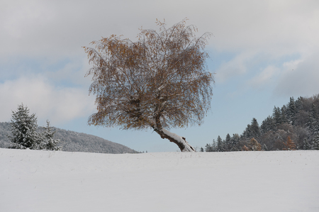 First snow on a tree with autumn leavesの写真素材