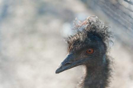 Portrait of an emu birdの写真素材