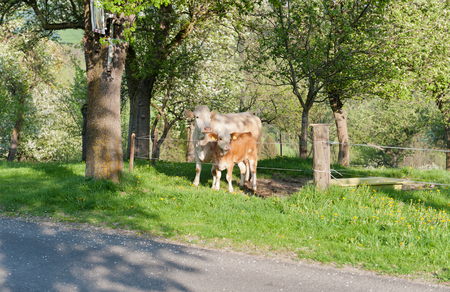 Brown cattle and her calfの写真素材