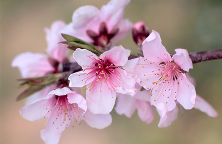 Peach blossom.の写真素材